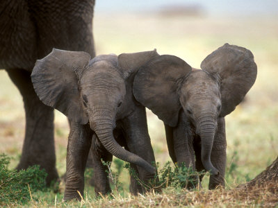 Baby Elephant Pictures on Baby Elephants    Iamatransylvanian